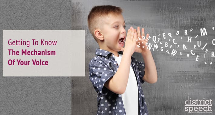 Getting To Know The Mechanism Of Your Voice | District Speech & Language Therapy | Washington D.C. & Arlington VA
